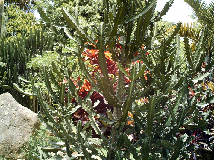 21a - Jardin Tropical 052.jpg